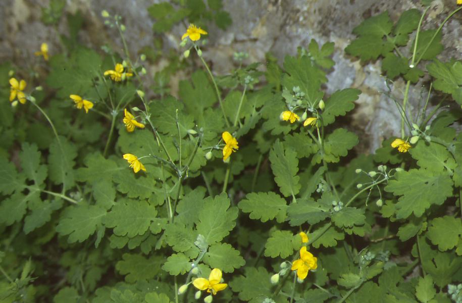 Chelidonium majus / Celidonia